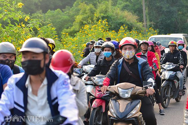 Rừng hoa dã quỳ đẹp mê hồn thu hút ngàn người check in ở Hà Nội - 12