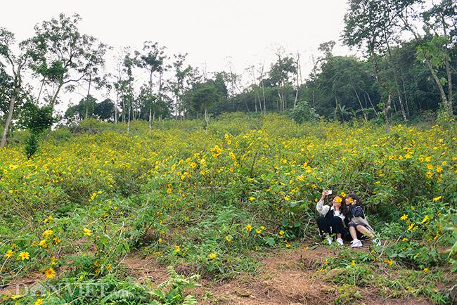 Rừng hoa dã quỳ đẹp mê hồn thu hút ngàn người check in ở Hà Nội - 13