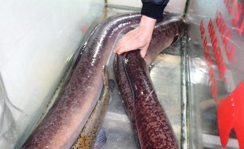 Hình ảnh hai con cá lệch “khủng” đang được nuôi tại bể nước nhà hàng.