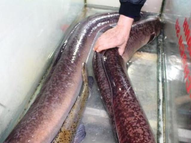Tin tức trong ngày - Ngư dân Nghệ An bắt được 2 con cá lệch "siêu to khổng lồ", dài 1,7m