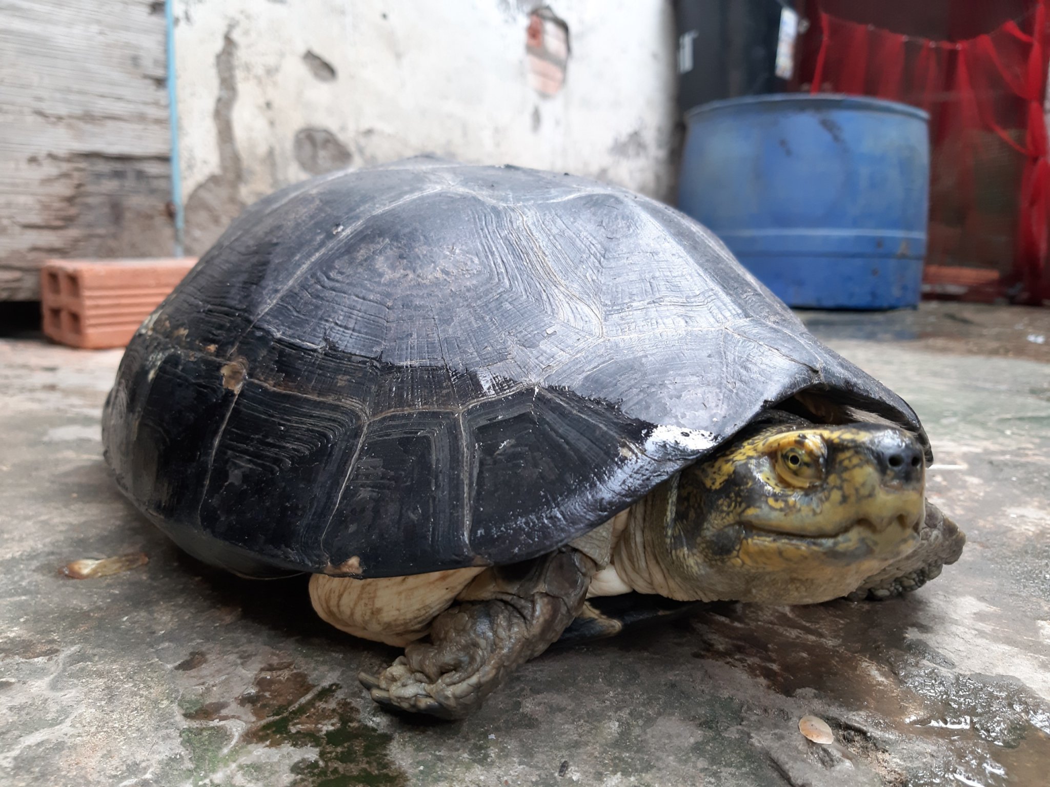 Con rùa có trọng lượng gần 8kg