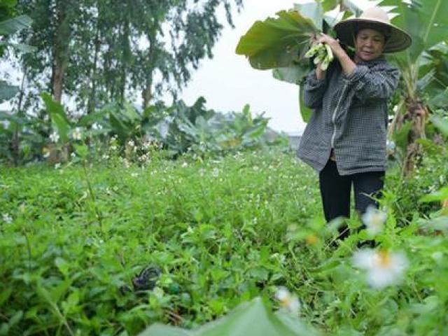 Kinh doanh - “Mỏ vàng trên rừng”: Hái thứ lá khổng lồ mà kiếm hàng chục triệu đồng/tháng