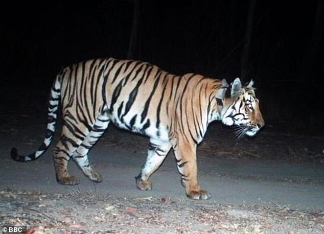 Con hổ C1 vượt quãng đường hơn 1.000 km để tìm bạn tình