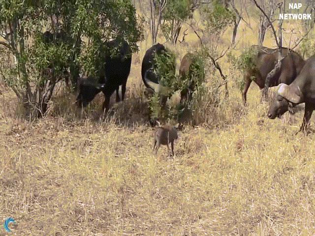 Thế giới - Video: Đụng vào nghé con đi lạc, lợn bướu nhận kết cục đầy cay đắng