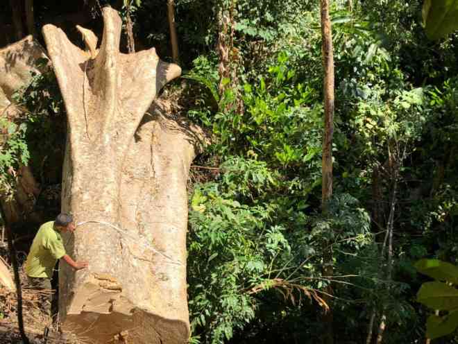 Những cây gỗ cổ thụ bị tàn phá trong rừng đặc dụng Nam Ka