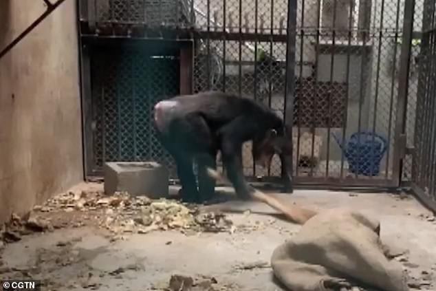 Mei Su tự quét rác trong chuồng.&nbsp; &nbsp; &nbsp;