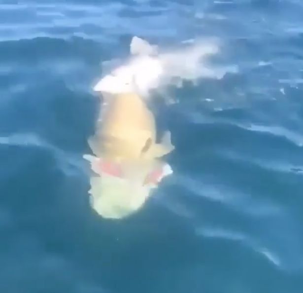Con cá mú trong video bị cá mập khuất phục.