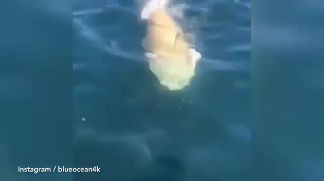 Video: Quái vật đại dương làm thịt cá mú khổng lồ khiến ngư dân hãi hùng