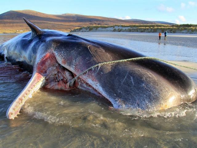 Thế giới - Scotland: Mổ bụng cá nhà táng 20 tấn mắc cạn, phát hiện “núi rác” khổng lồ