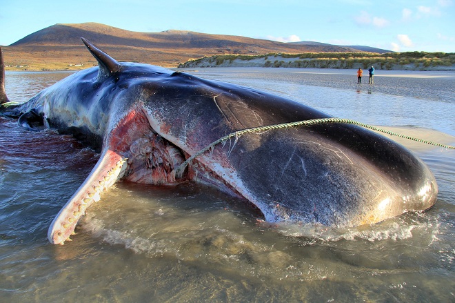 Con cá nhà táng trôi dạt bờ biển Scotland.