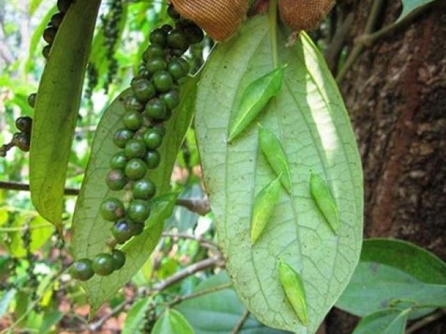 Thị trường - Tiêu dùng - Bán thứ "nhung nhúc" để... ăn mà kiếm bộn tiền