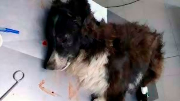 Chú chó Malevo tử vong sau vài ngày được sơ cứu vì bị bắn vào đầu.