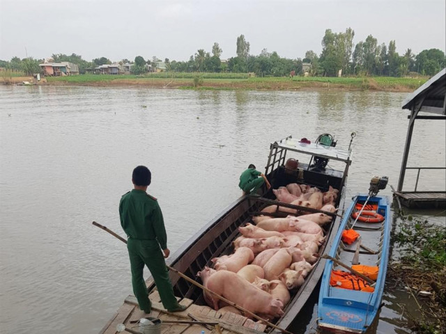 Thị trường - Tiêu dùng - Buôn lậu mùa áp Tết, đến hẹn lại lên: Căng mình chống heo lậu