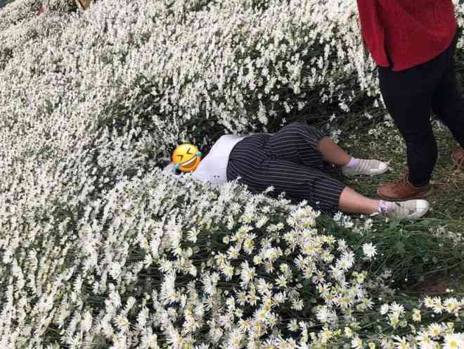 Cô gái nằm đè bẹp hàng loạt cây hoa cúc họa mi, hình ảnh khiến dân mạng bức xúc - 1