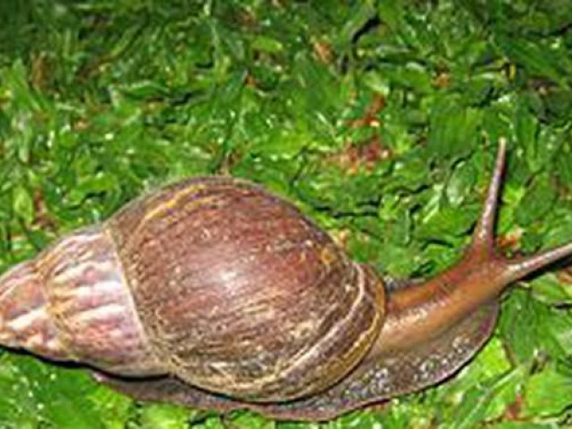 Sức khỏe đời sống - Vì sao Pháp nuôi ốc sên để xuất khẩu, Việt Nam để hoang