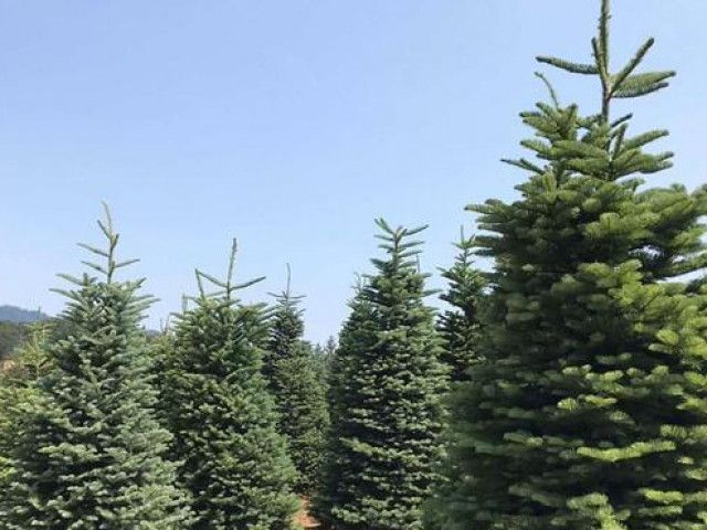 Thị trường - Tiêu dùng - Rộ mốt "săn" thông tươi chơi Noel, giá chát vẫn đắt hàng
