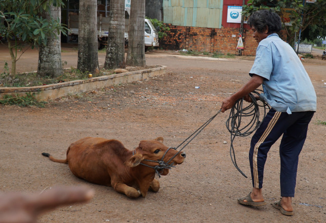 Con bò nằm khụy xuống không chịu đi
