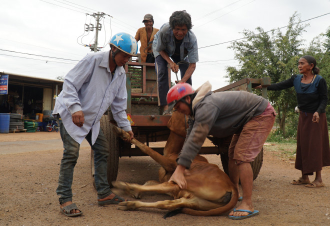 Hết cách, ông Siu Glak phải nhờ xe công công đưa bò về
