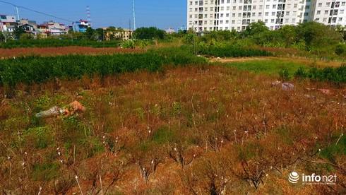 Theo tìm hiểu của PV Infonet, tại đây có khoảng 30 hộ gia đình trong khu vực phường Đông Ngạc bị thiệt hại.