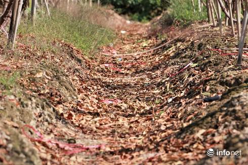 Cây chết, lá rụng nhiều khiến người dân nơi đây rất xót xa.