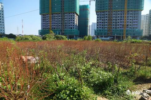 Tổng số đào cành, đào thế, đào gốc thương phẩm bị chết ước chừng hơn 3.000 gốc.