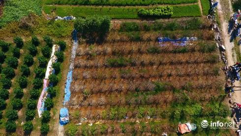 Theo người dân trồng đào, ruộng đào của họ năm nay bị ngập úng bởi trận mưa cuối tháng 8/2019, dẫn tới nhiều gốc đào bị chết. Trước đây, việc này chưa từng xảy ra.