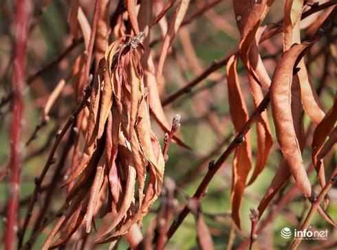 Có những ruộng đào trơ trốc lá, cành khô cứng.