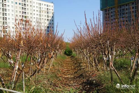 Đào chết dần chết mòn nhưng người trồng đào gần như bất lực, chỉ biết "khóc ròng". "Cả năm làm lụng trông chờ cả vào vườn đào, nhưng khi nhìn từng cây đào lá héo rồi rụng dần mà đứt ruột đứt gan”, bà Quế thở dài tâm sự.