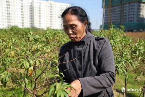 Nhiều gốc đào khác không chết khô cũng trong trạng thái “ngủ gật“, không có mầm để có thể nở hoa.