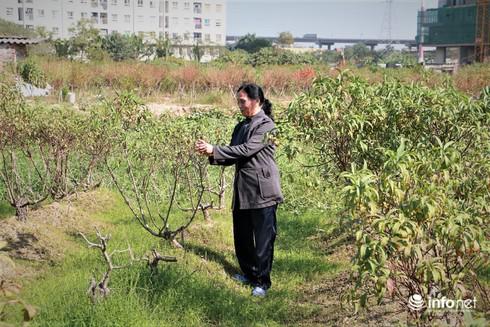 Bà Nguyễn Thị Quế (Đông Ngạc, Bắc Từ Liêm, Hà Nội) tâm sự: "Nhà tôi có khoảng hơn 200 gốc đào, đợt tháng 8 vừa qua bị ngập úng cả tuần nên bây giờ đào bị thối rễ, chết hết cả vườn. Ước tính thiệt hại lên đến 50 triệu đồng".