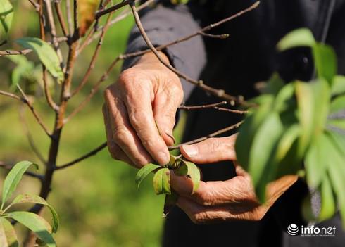Việc ngập úng dẫn tới có những ruộng đào trở thành... củi khô.