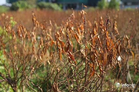 Bà Nhật nói trong cay đắng: "Người nông dân chúng tôi cả năm chỉ trông chờ vào vụ đào cảnh dịp cuối năm. Chúng tôi phải vất vả chăm bón từ 2 - 3 năm mới được cành đào bán Tết, mỗi cành đào có giá từ 500.000 – 1 triệu đồng. Giờ đào biến thành củi mục hết rồi. Vụ Tết năm nay coi như không có gì để bán Tết".