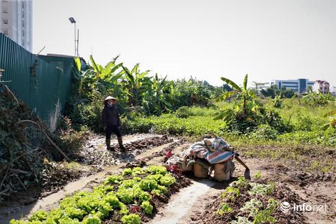 Ngoài những hộ dân đang “mất Tết” khi đào chết, một số hộ gia đình trồng hoa màu cũng bị thiệt hại nặng nề do úng ngập hồi tháng 8 vừa qua.