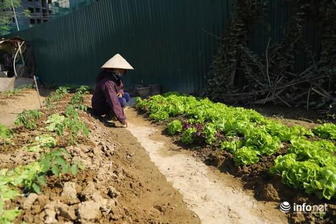Một số hộ dân đã phải phá đào để trồng rau, kiếm thêm thu nhập khi vụ đào thất bát.