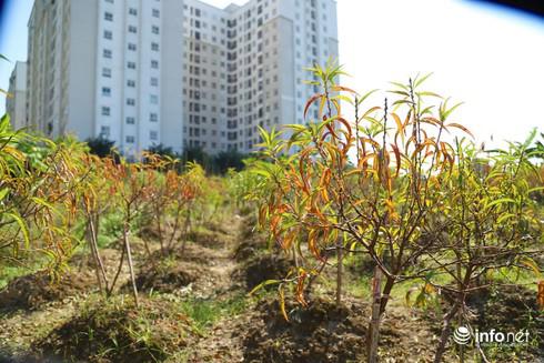 Hà Nội: Người dân Đông Ngạc bất lực nhìn hàng nghìn gốc đào chết khô khi Tết sắp về - 13