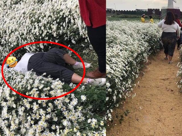 Cô gái nằm đè bẹp hàng loạt cây hoa cúc họa mi, hình ảnh khiến dân mạng bức xúc