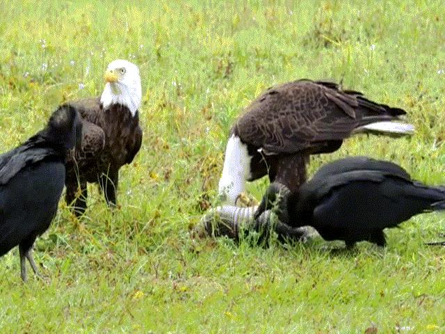 Thế giới - Video: Bị kền kền đòi nhăm nhe cướp "chiến lợi phẩm", chúa tể trời xanh tung độc chiêu lạ