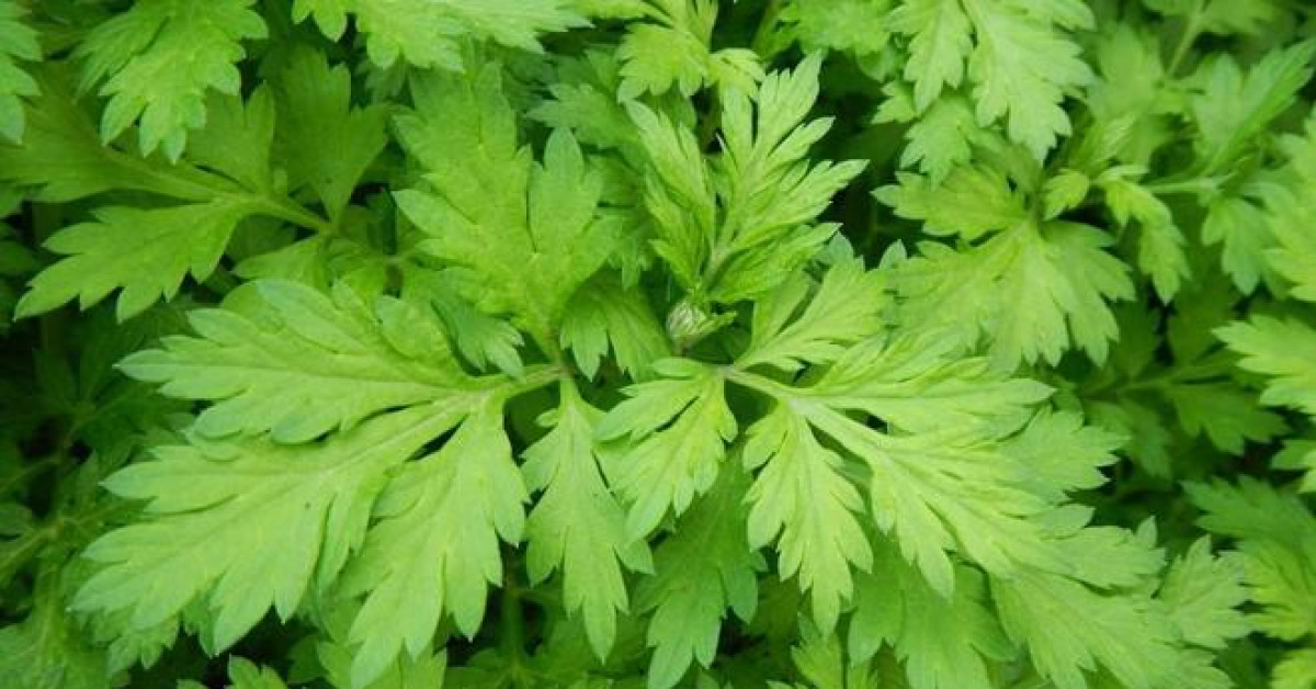 Sức khỏe đời sống - Thực hư thông tin ăn rau ngải gây sảy thai?