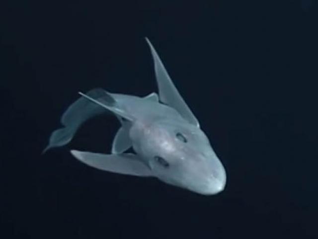 Tận mắt xem cá mập ma tưởng chỉ có trong truyền thuyết dưới đáy biển ở độ sâu 2km