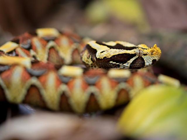 Media - Rắn Gabino: Con lai giữa 2 loài rắn kịch độc nguy hiểm nhất thế giới