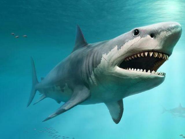 Media - Giải mã về sát thủ đại dương không có xương nhưng lại có sức mạnh kinh hoàng