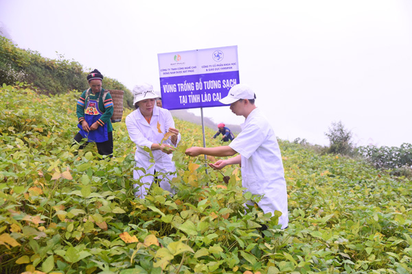 Vùng trồng đậu tương dược liệu tại Lào Cai của nhóm nghiên cứu tại Trung tâm công nghệ cao Viện Hàn lâm Khoa học và Công nghệ Việt Nam