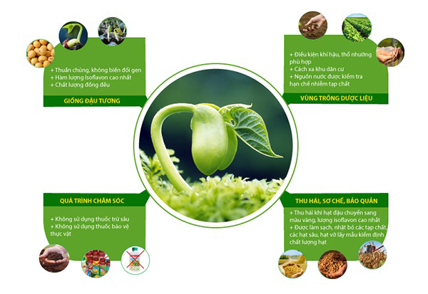 Đậu tương trong vùng trồng của FlaGold đảm bảo đạt đủ tiêu chí GACP - WHO