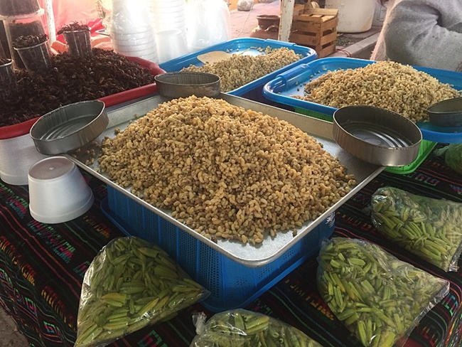 Escamoles được thu thập ở vùng miền Trung Mexico. Nơi sống của kiến là dưới  rễ cây thùa và cây xương rồng.