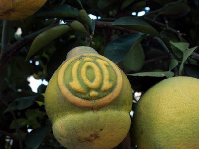 Thị trường - Tiêu dùng - Bưởi "khủng" giá đến 50 triệu/cây chờ dân mua về trưng Tết