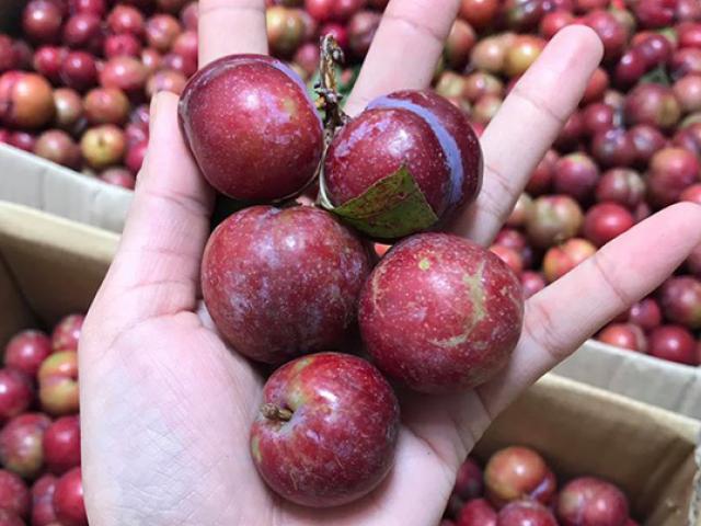 Thị trường - Tiêu dùng - Mận rao bán đầy trên mạng có phải từ Trung Quốc?