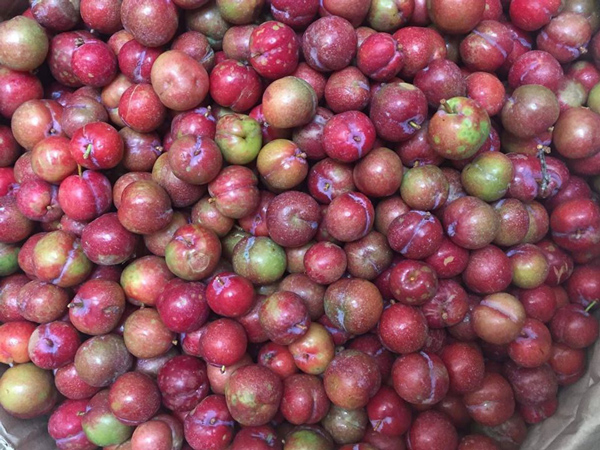 Không ít người bày tỏ nghi ngại về nguồn gốc mận được bày bán trên mạng xã hội.