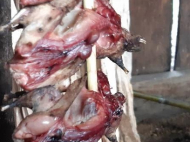 Ẩm thực - Săn chuột rừng béo nung núc trên đỉnh Kỳ Quan San