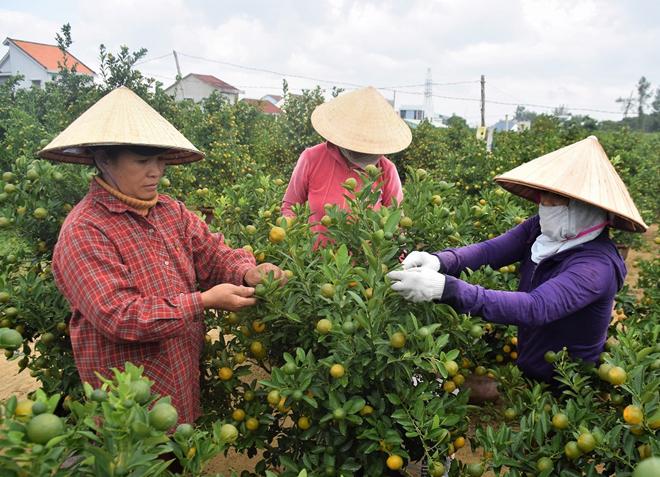 Người trồng quất Cẩm Hà đang tranh thủ hoàn thành công đoạn chăm sóc cuối cùng để xuất bán ra thị trường.