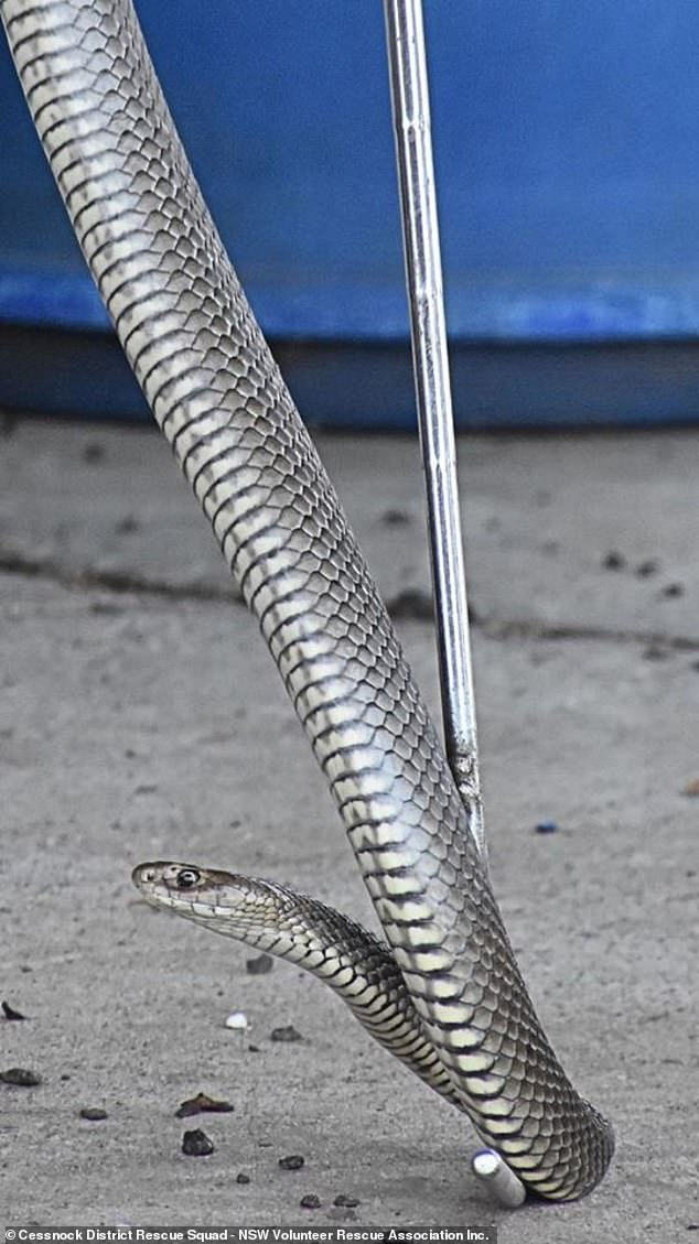 Con rắn Eastern Brown đổi sang màu xám bạc khi sắp lột da. Ảnh: DAILY MAIL